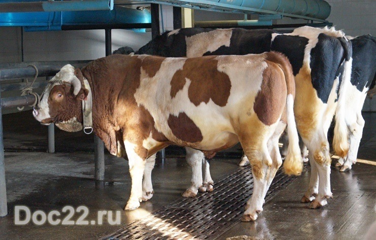 Doc22.ru В банке семени ОАО Племпредприятие «Барнаульское» находятся миллионы доз биоматериала от лучших мясных и молочных пород крупного рогатого скота.