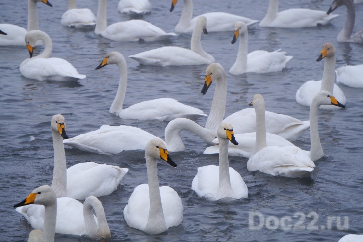 Doc22.ru Посмотреть на лебедей-крикунов вблизи, покормить их – эти впечатления можно получить на озере Светлом в Советском районе Алтайского края